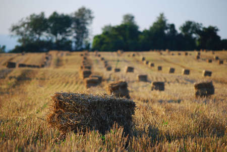 Field of straw bales.