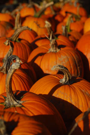 Lots of pumpkins for sale at the pumpkin patch.の写真素材