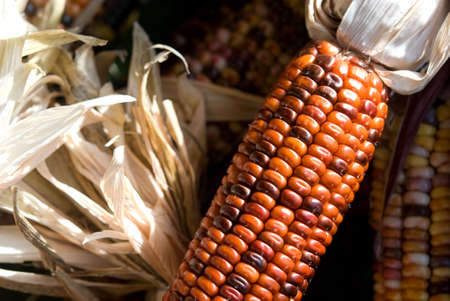 Ears of colorful Indian corn in a pile at a farm standの写真素材