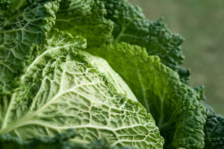 Close-up of a head of green cabbage at a local farm standの写真素材