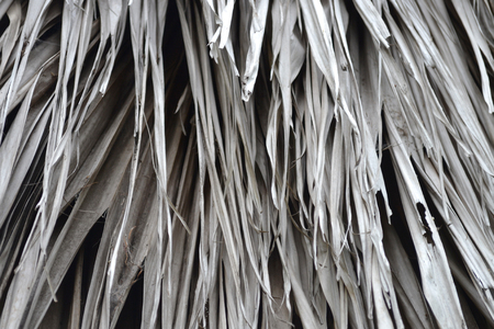 Close up of palm frondsの写真素材