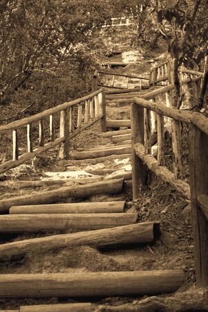 Wooden path in the forest sepia