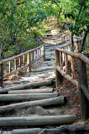Wooden path in the forestの写真素材