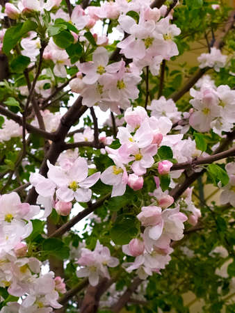 Cherry in blossom. Cherrytree in the garden.