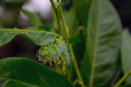 Cecropia silkmoth caterpillar just eating a leaf.の写真素材