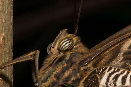 Forest giant owl close-up.の写真素材