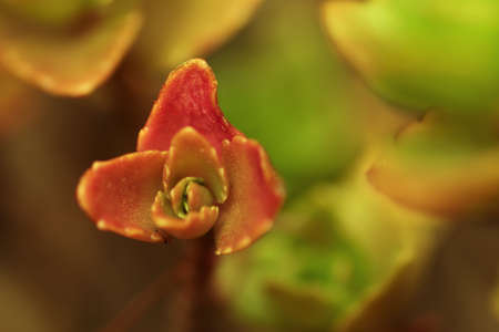 Two-Row Stonecrop close-up. Plant of the Alps. Succulent.の写真素材