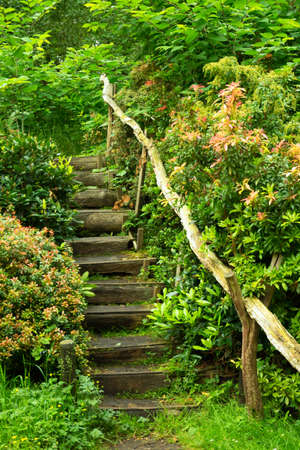 Stairs in a vibrant green patch of nature.の写真素材