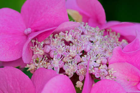 Close-up of a pink hydrangea
