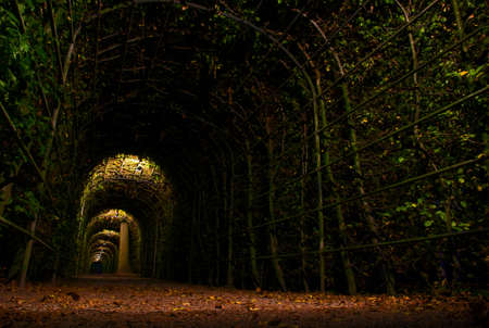 A tunnel made from plants during the night.の写真素材