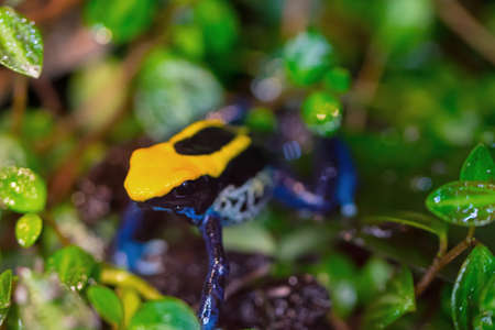 Brazillian poison dart frog in between the leaves. The frog is black, yellow and blue. (dendrobates tinctorius âbrazilâ)の写真素材