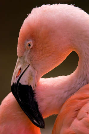 In profile portrait of a chilean flamingo. (Phoenicopterus chilensis)の写真素材