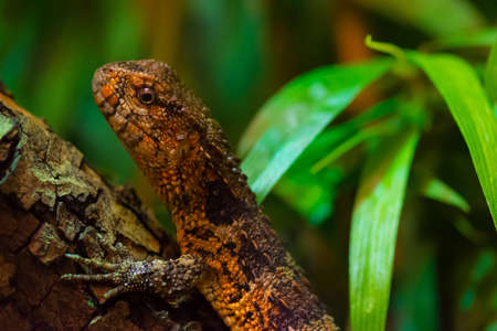 In profile close-up of a chinese crocodile lizard. (Shinisaurus crocodilurus)の写真素材