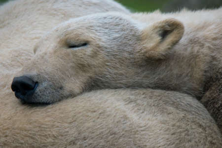 A polar bear sleeping on another polar bear's back. (Ursus maritimus)の写真素材
