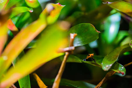 A mimic poison frog sitting on a leave. (Dendrobates imitator) Also known as Ranitomeya imitator or poison arrow frog.の写真素材
