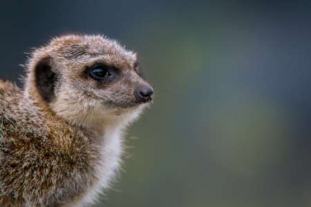 In profile portrait of a meerkat. (Suricata suricatta) Also known as suricate.の写真素材