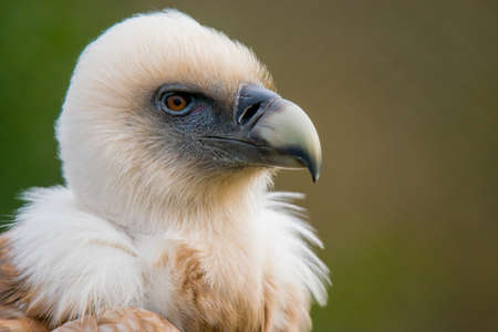 An in profile portrait of a griffon vulture. (Gyps fulvus) Also known as eurasian griffon.の写真素材