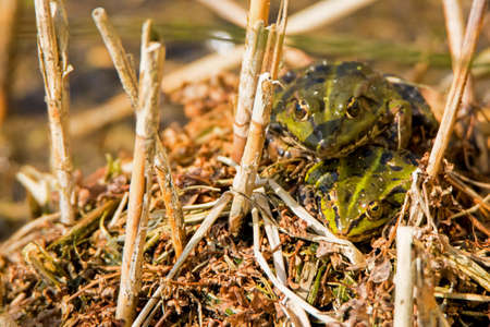 A couple of marsh frogs sitting on top of eachother. (Pelophylax ridibundus)の写真素材