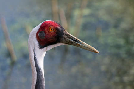 A closeup profile portrait of a white-naped crane. (Antigone vipio)の写真素材