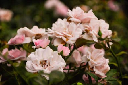 Roses in the summerの写真素材