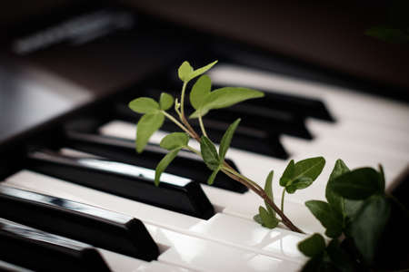 Closeop photo of ivy branch and piano keyboard