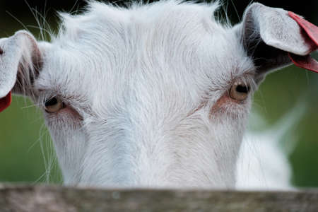 Domestic goat behind a fence looking outsideの写真素材