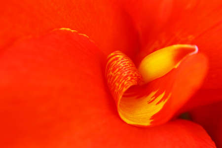 Macro photo of big red and yellow flowerの写真素材