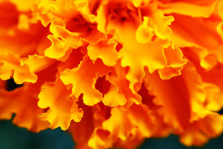 Macro photo with petals of orange flowerの写真素材