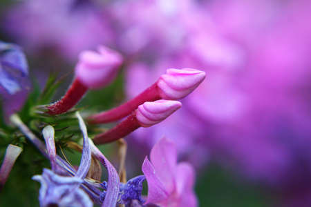 Macro photo of violet flowersの写真素材