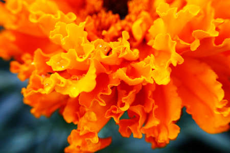 Macro photo with petals of orange flowerの写真素材