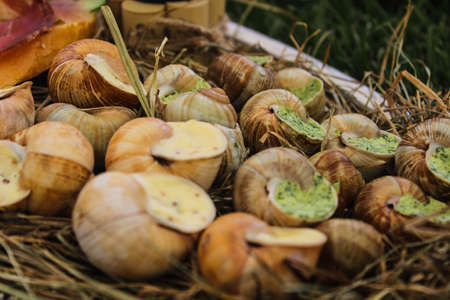 Snails with garlic butterの写真素材