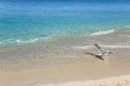 Caribbean turquoise water and white sand. Flying seagull.の写真素材