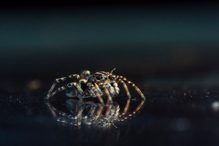 Jumping spider on dark background. Russian nature