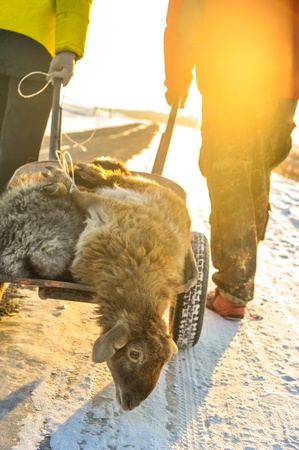 UZYNGASH, KAZAKHSTAN - JANUARY 2: Pilgrims carry two sheeps to holy place called 'Ungurtas' where local 
wise woman ('apashka') Bifatima Dauletova lives. These sheeps will be used for the ritual of pilgrims' purification and recovery. Taken January 2, 201のeditorial素材