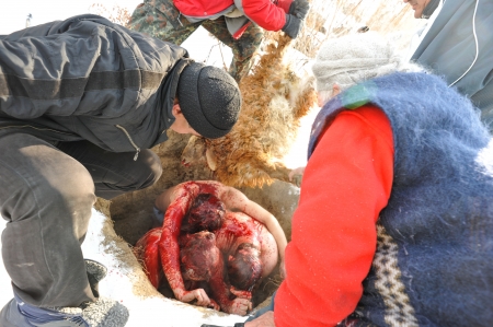 UNGURTAS, KAZAKHSTAN - JANUARY 4: Pilgrims in the hole covered with sheep's blood as cleansing ritual of the last Kazakhstan dervish Bifatima-apa in Ungurtas. January 4, 2011のeditorial素材