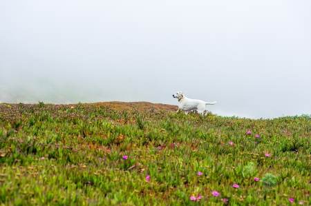 Dog running on a lawn on a foggy day