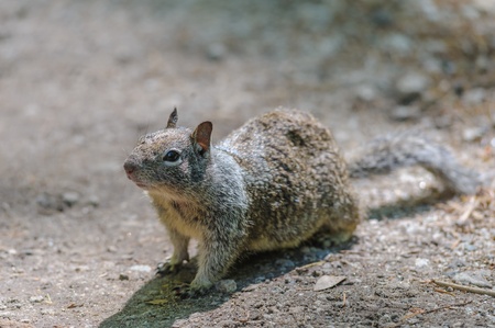 Squirrel in Yosemite National Park in California, USAの写真素材