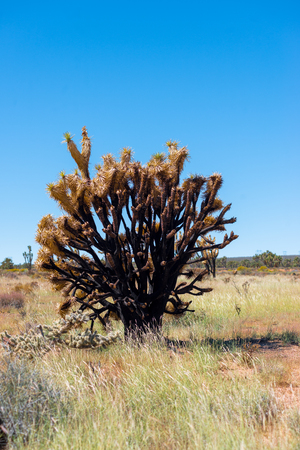 Burnt Joshua Tree in Joshua Tree National Park, California, USAの写真素材