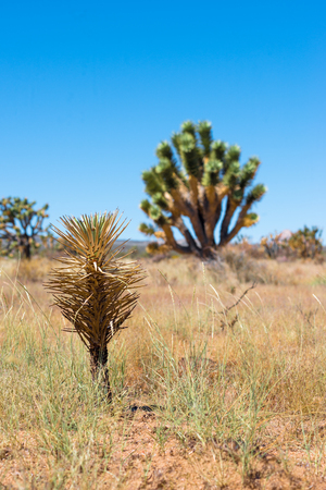 Joshua Tree in Joshua Tree National Park, California, USAの写真素材