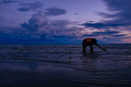 An elephant toy and the sunsetの写真素材