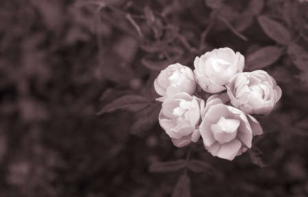 It is a beautiful five snow white rose, painted with sepia tone.の写真素材