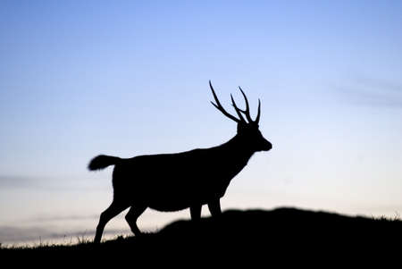 Sambar's silhouette standing on a small hill, it is slow and confident moving.の写真素材