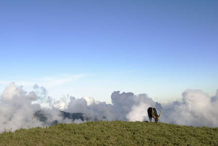 Beautiful lawn and clouds, which is a sambar grazing.This photo is in Taiwan National Park by shooting.の写真素材