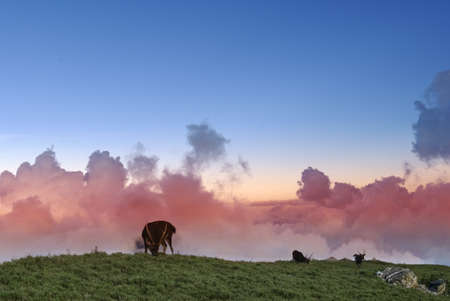 Beautiful lawn and pink clouds, which is three sambar grazing.This photo is in Taiwan National Park by shooting.の写真素材