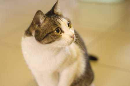 Beautiful and lovely cat which her eyes ard birght and smart.の写真素材