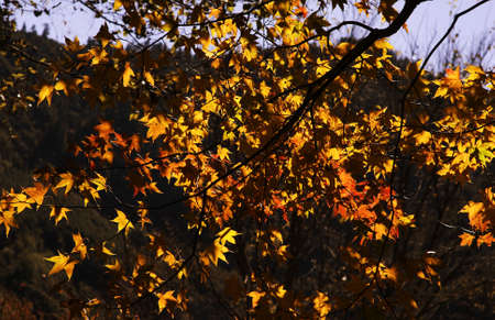 Leaves shining with golden and yellow bright, looks so beautiful and rich.