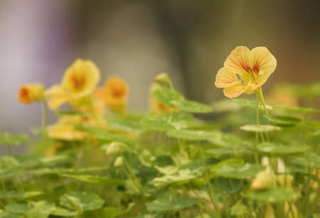 These small flower were so beautiful and lovely, take picture in Taipei most big park.の写真素材