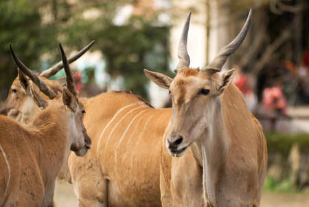 Common Eland is a kind of sheep in Africa, he was looking his partner and seemed so lovely and peace.の写真素材