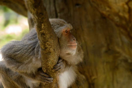 A monkey lived only in Taiwan, was watching from afar and seemed to have hope.Dark is gone, and tomorrow will be better!の写真素材