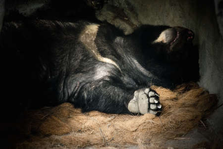 Formosa black bear is a kind of rare animal in Taiwan. See, he sleeped so deeply liked baby.の写真素材